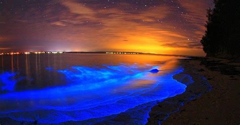 Bioluminescence Kayaking Tour In The Indian River Musement