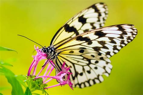 Beautiful Bloom Blossom Butterfly Close Up Flower Insect Macro