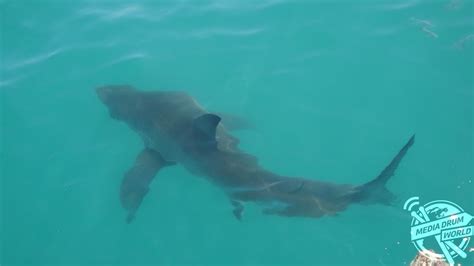 Huge Great White Shark Breaches Water Inches From Tourists Media Drum