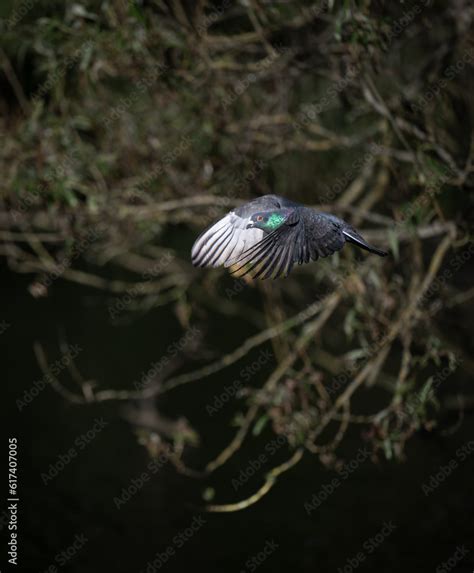 Rock Dove Or Common Pigeon Or Feral Pigeon In Flight Portrait Image