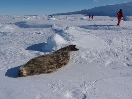 The Most Important Seal Species In The Arctic And Antarctic Seaice