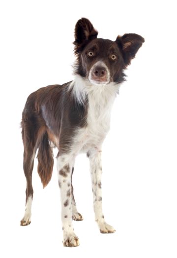 Border Collie Border Collie Collie Pet Purebred Png Transparent