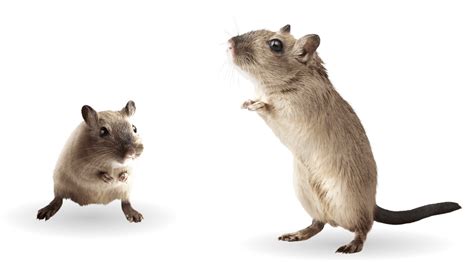 Gerbils Products Care And Advice Supreme Petfoods