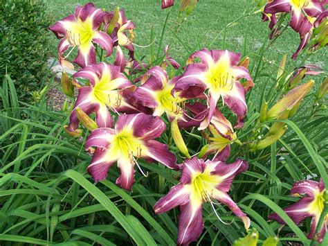 Annual Daylily Bloom Display and Sale – Memphis Botanic Garden