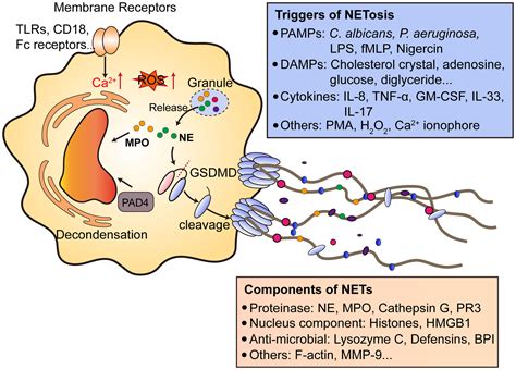 Frontiers Crosstalk Between Gut Microbiota And Metastasis In