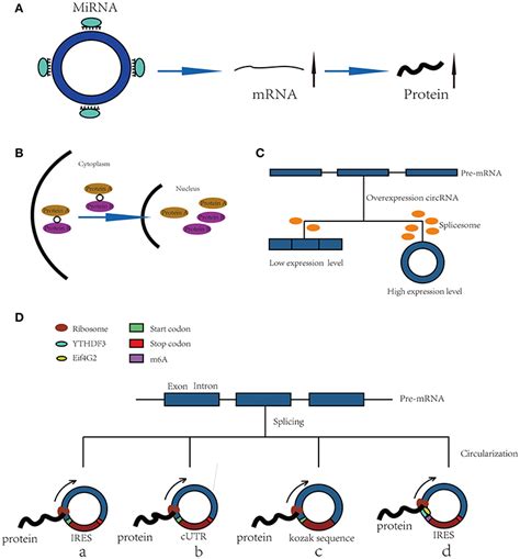 Frontiers Functions And Potential Applications Of Circular Rnas In