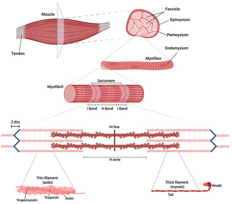 Skeletal Muscle Bands