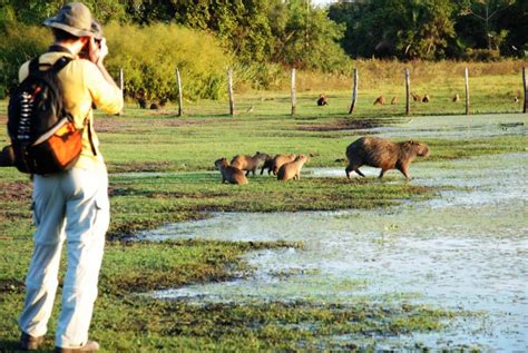 Melhor Poca Para Ir Ao Pantanal Blog Bonito Way