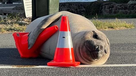 La Foca Que Ya Es Famosa En Redes Sociales Y Se Encarga De Cortar El