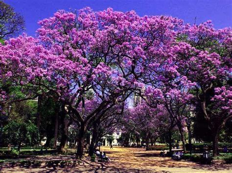 Jacarandas In Bloom Argentina Jacaranda Tree Patagonia Travel