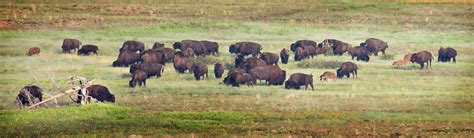 Free Images : field, meadow, prairie, herd, pasture, grazing, plain ...