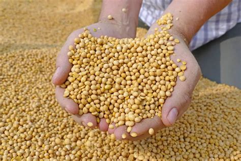 Aprueba China Soya Modificada Geneticamente