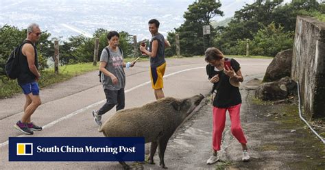 Hong Kong To Introduce Citywide Ban On Feeding Wild Animals In Move