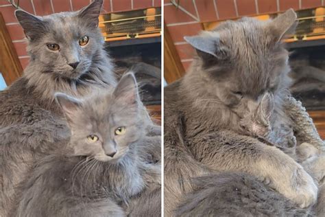 Owner Fears How 'Big Guy' Cat Will React to Kitten—He Didn't Need to Worry