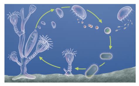 Reprodução Cnidarios - Lista de Exercícios sobre cnidários - Mundo Educação