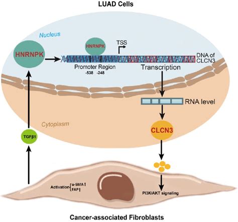 A Schematic Representation Of The Relationship Between Clcn And Hnrnpk