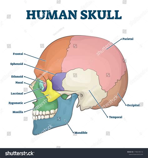 Human Skull Diagram Photos and Images | Shutterstock