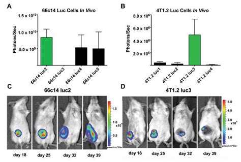 BLI Of 66c14 Luc And 4T1 2 Luc Cells In Vivo Tumor Bioluminescence