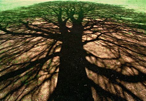 tree shadow photo pete galleries digital photography review