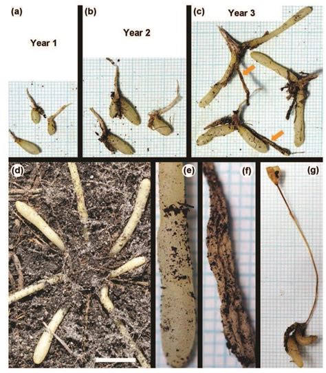 Fig S2 Summer Dormant Chamaescilla Corymbosa At Different Ages A