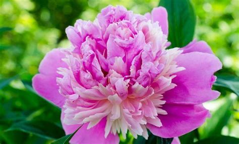 Выращиваем пионы из черенков: что нужно знать? | Peonies, Peonies ...