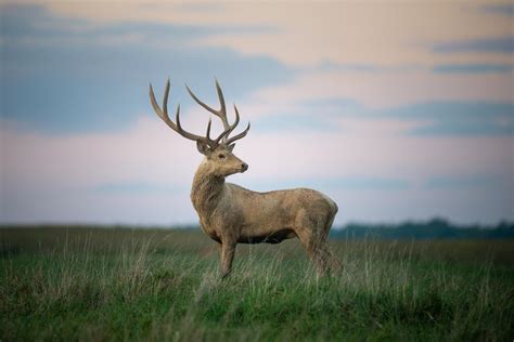 Bactrian Deer The Wilds