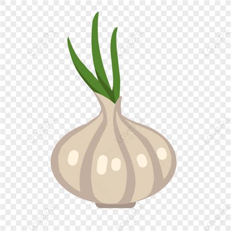 Bawang Clipart