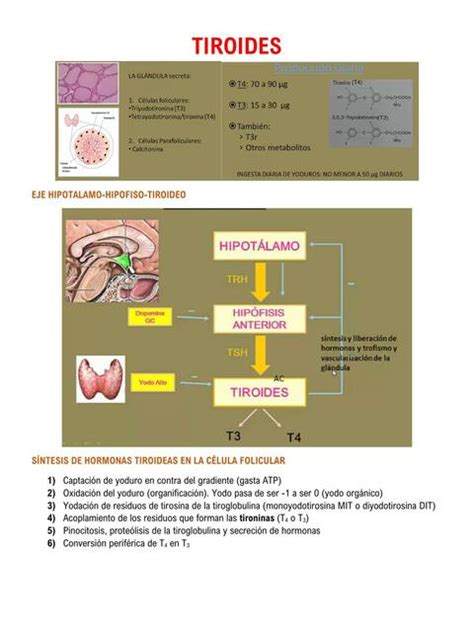 Tiroides Camila Arrieta UDocz