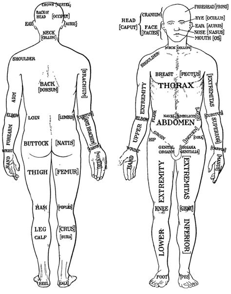 Blank Anatomical Position Diagram - Hallie Wood