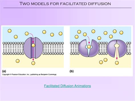 PPT - The Cell Membrane PowerPoint Presentation, free download - ID:3114480