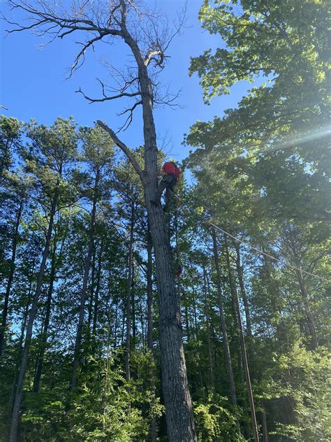 Angry Beavers Stump Removal , Tree Services & firewood sales - Big chew