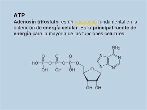 Nuclesidos Y Nucletidos Semana Nucletido Los Cidos