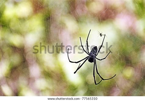 Giant Wood Female Spider Scientifically Known Stockfoto 77565310