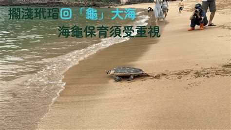 擱淺玳瑁重回大海 海龜保育亟待加強 世新大學小世界