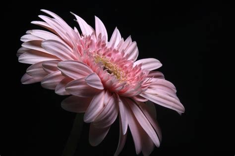 Premium Photo Beautiful Pink Gerbera Flower Transvaal Daisy