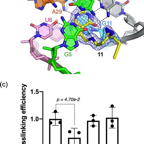 An X Ray Co Crystal Structure And Functional Assessment Of 11 A