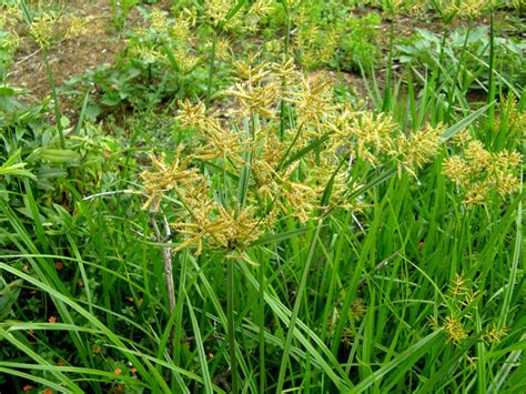 Cyperus Esculentus • New Zealand Plant Conservation Network