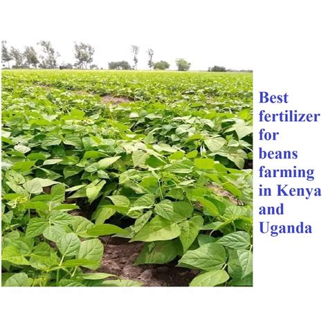 Best Fertilizer For Beans In Kenya And Uganda Farmers Guide Oakdel