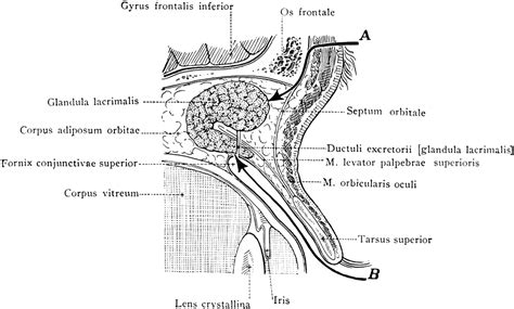 Lacrimal Gland | ClipArt ETC