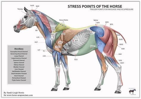 Massage Equine Horses Equine Acupressure Horse Massage