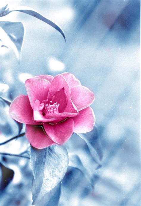 Ice flower by tarfish on DeviantArt