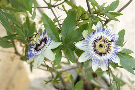 Temporada De Flor Pasionaria Una De Las Trepadoras M S Lindas Para