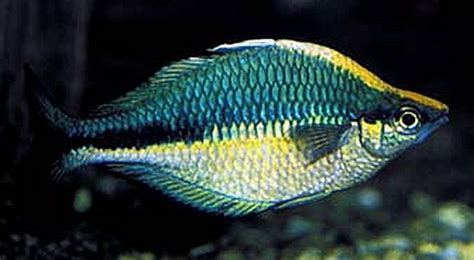 Turquoise Rainbowfish Tropical Fish Keeping