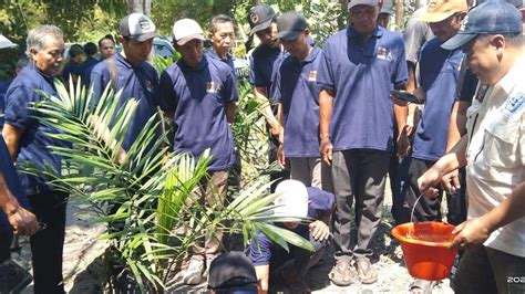 Palm Farmers Turn Empty Fruit Bunches into Biochar for Sustainability ...
