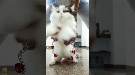 Cute Cat Dance 😻😻😻 Youtube