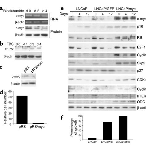 C Myc Expression Renders Lncap Cells Androgen Independent Lncap Cells