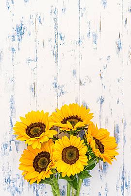 24 Aesthetic Sunflower Photos, Pictures And Background Images For Free Download - Pngtree