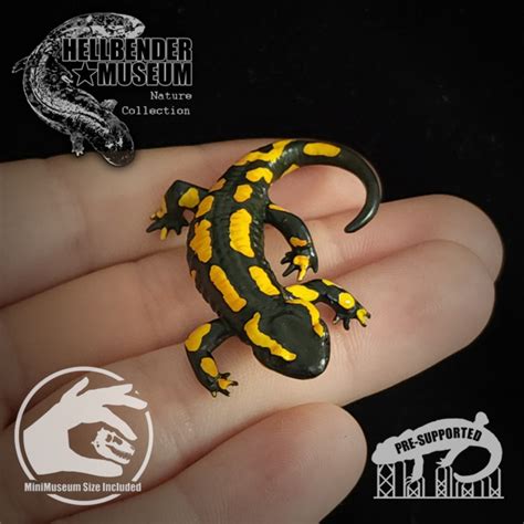 Descargar Fire Salamander Salamandra Salamandra De Hellbender Museum