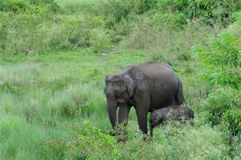 Beautiful Asian Elephant with Baby Elephant Stock Image - Image of ...