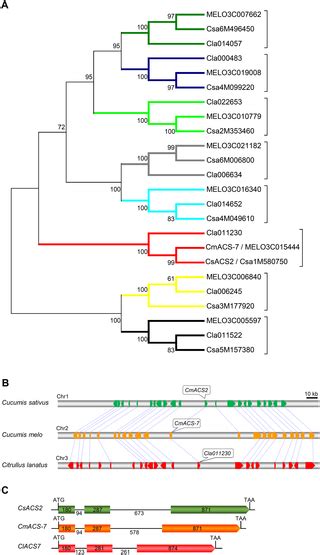 The Andromonoecious Sex Determination Gene Predates The Separation Of